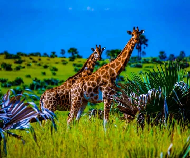 Wildlife Safaris