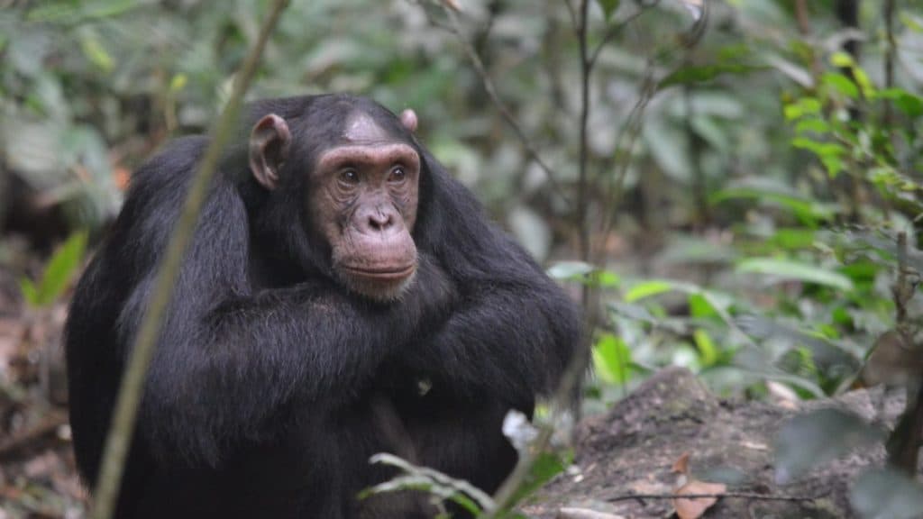 Gorilla & Chimpanzee Trekking Tours in Uganda