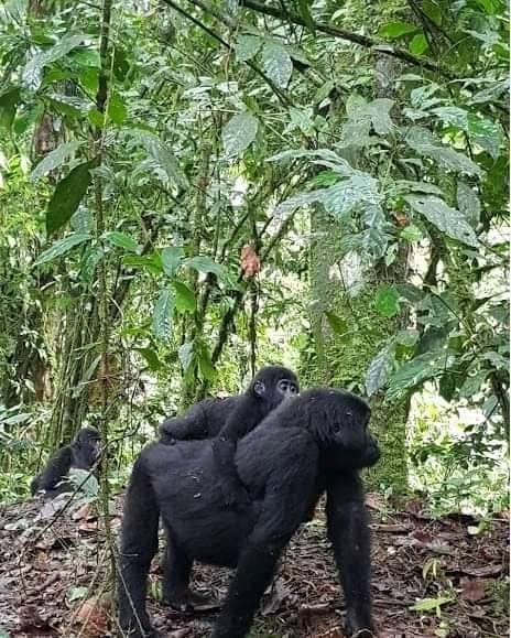Gorilla Trekking