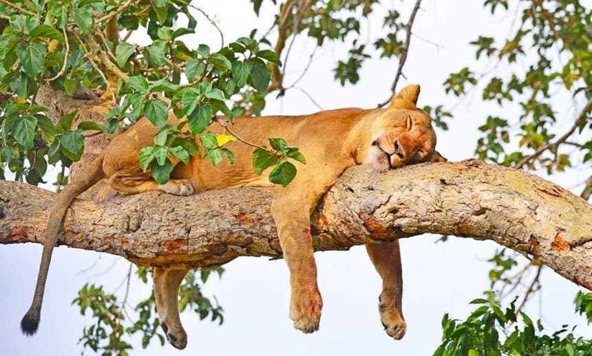 National Parks & Game Drive Safaris in Uganda