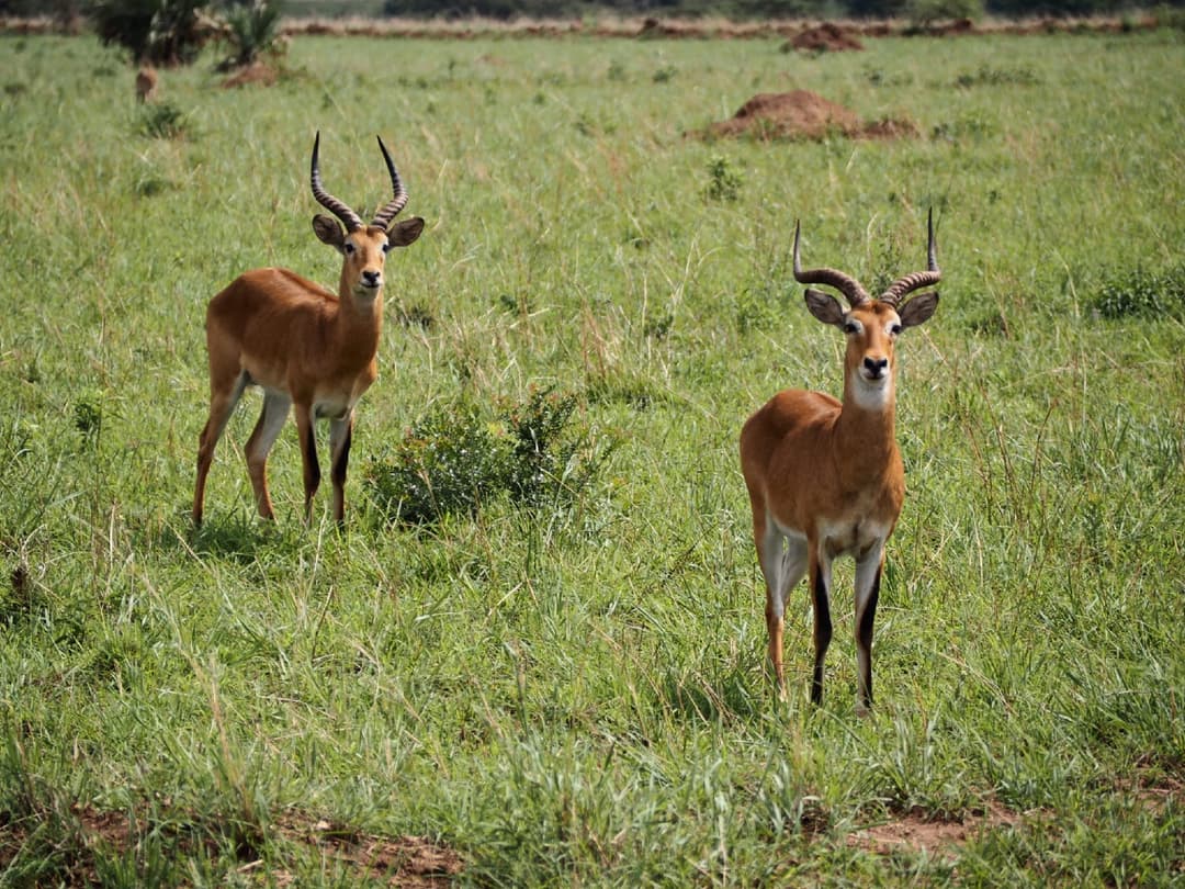 Lake Mburo National Park (South-Central Uganda)