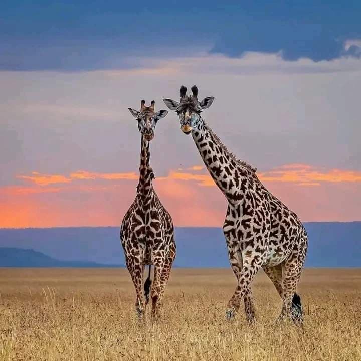 16 DAYS 15 NIGHTS UGANDA WILDLIFE SAFARI AND MOUNT RWENZORI HIKE