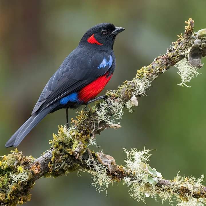 . Bird Watching