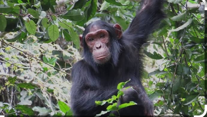 Chimpanzee Trekking
