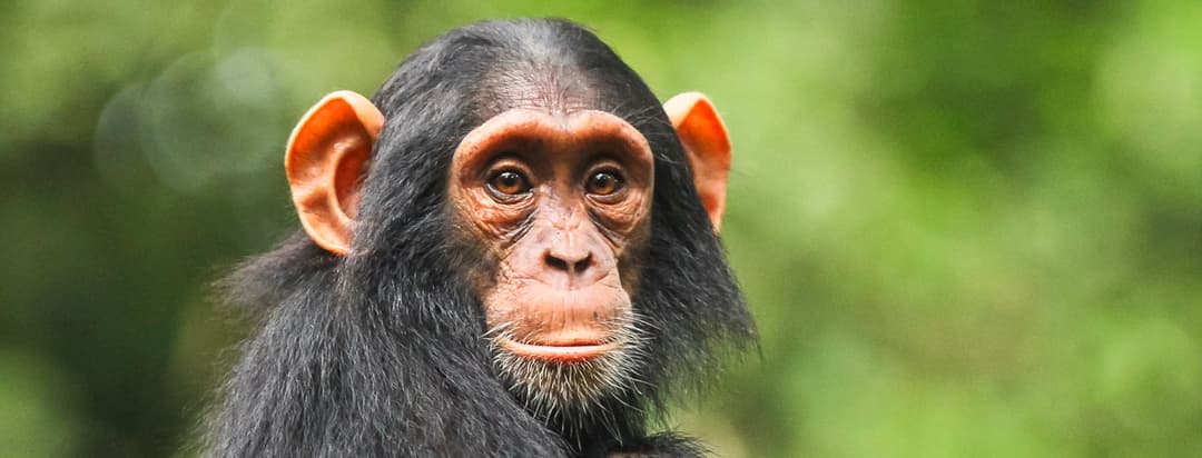 Kibale National Park (Western Uganda)