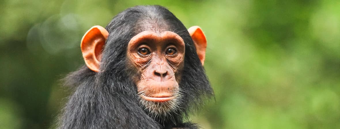 Kibale National Park (Western Uganda)