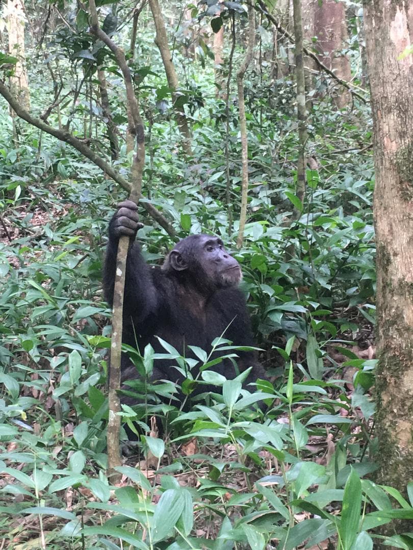 Gorilla Trekking: An Unforgettable Encounter with Africa's Gentle Giants