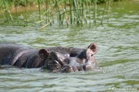 Short Visa Safaris