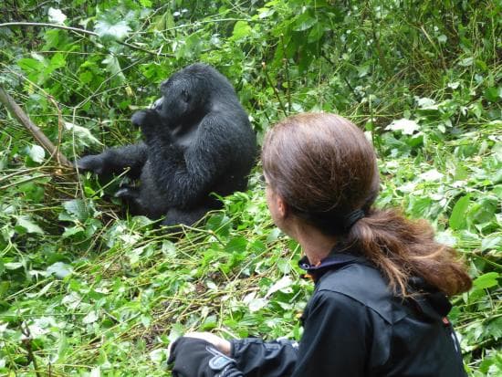 3 DAYS FLIGHT TO BWINDI  GORILLA TREKKING