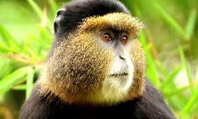 Mgahinga Gorilla National Park (Southwestern Uganda)