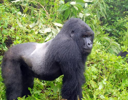 Bwindi Gorilla National Park