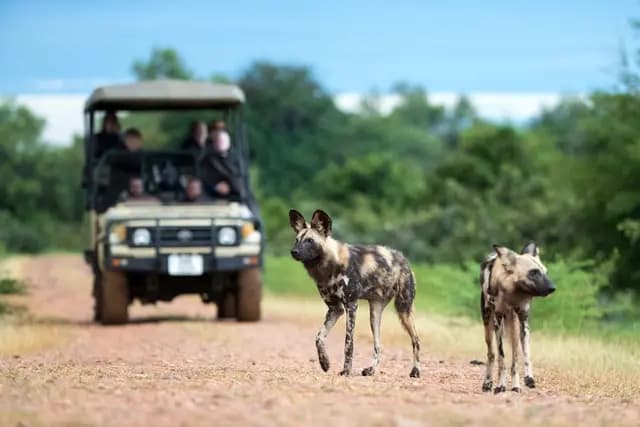 Tanzania Luxury Safari