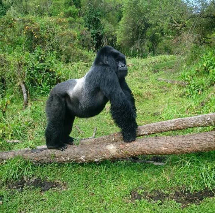 uwa-announces-gorilla-trekking-permit-fee-increase-800